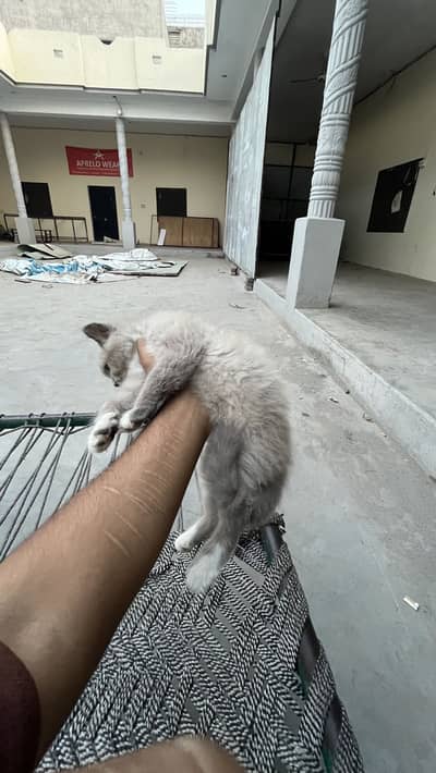 Ragdoll persion cross kitten