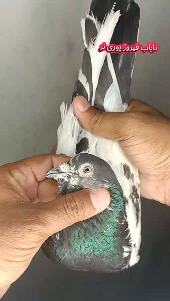 pigeon ferozpuri sialkoti betera indian lakha kabootar
