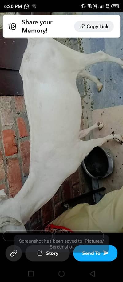 1 desi bakri or 2 teddi
