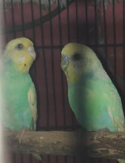 rainbow pair cnfrm breeder