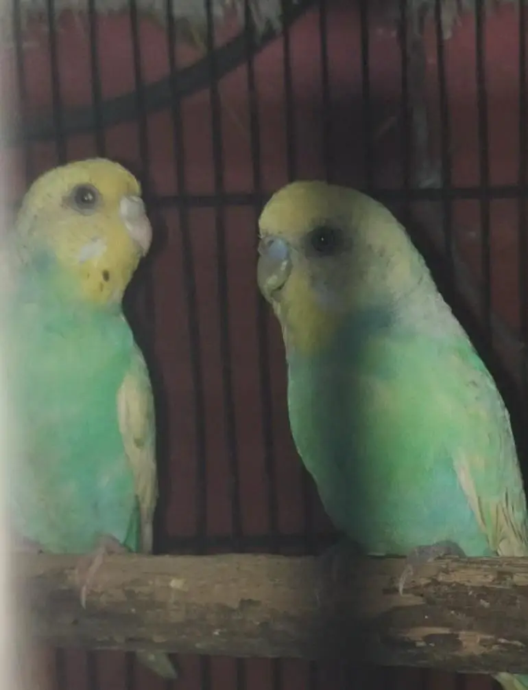 rainbow pair cnfrm breeder