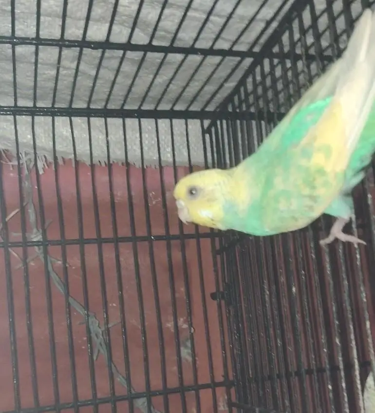rainbow pair cnfrm breeder — photo 2
