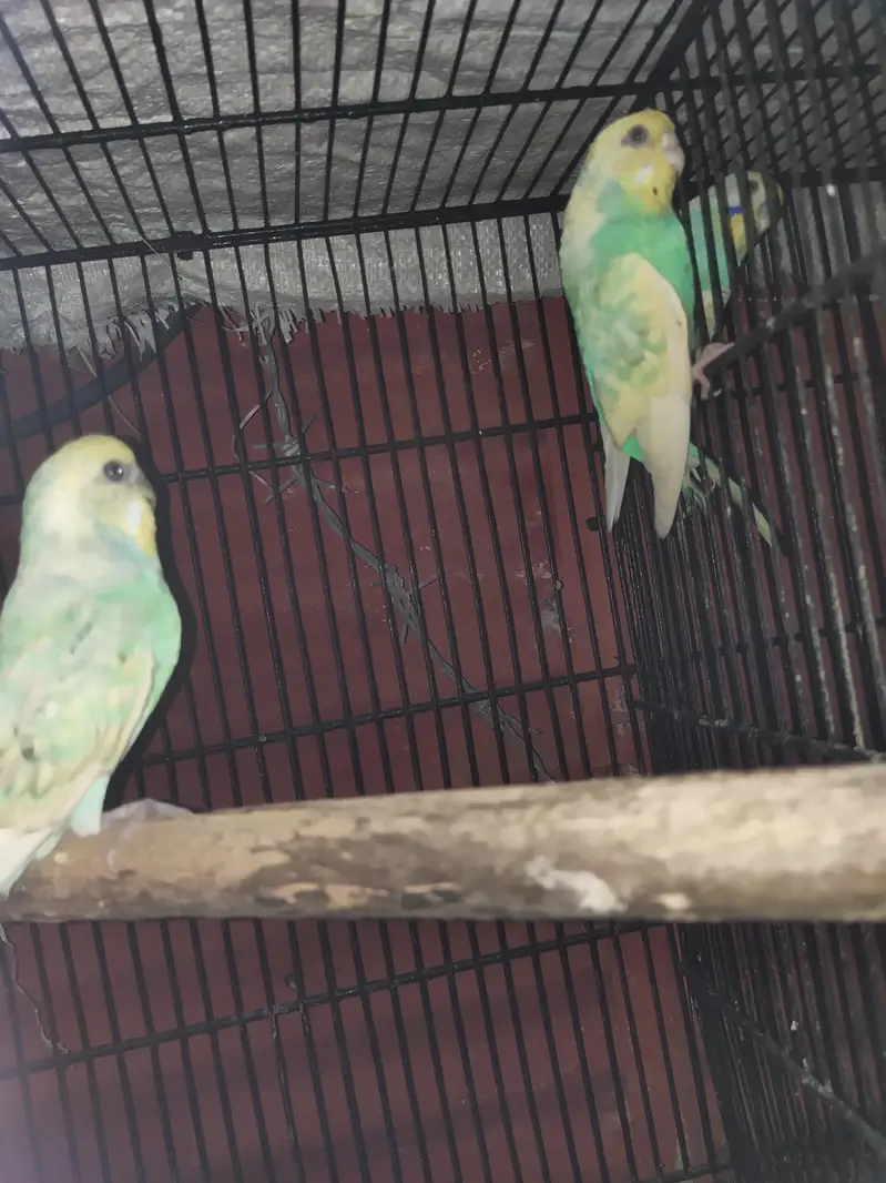 rainbow pair cnfrm breeder — photo 3