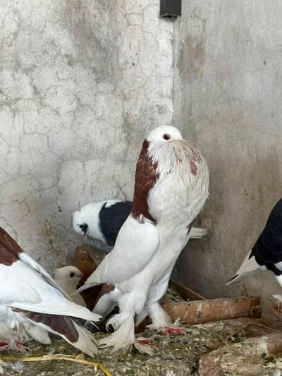 Pure ghubara pigeon
