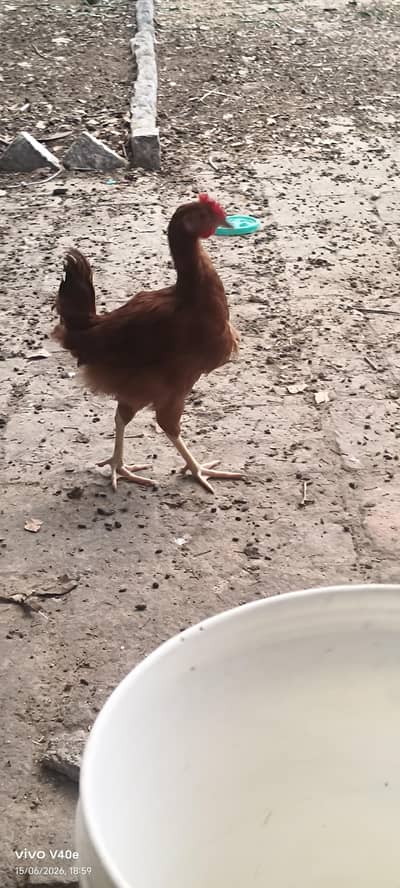 golden male chickens for sale