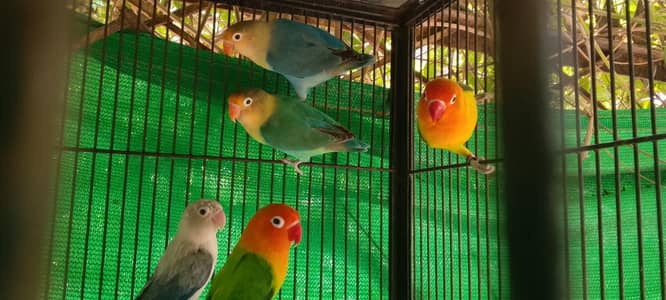 love birds 7 pair bleeder with cage