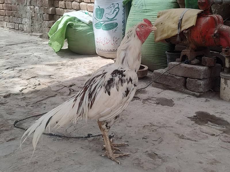 اسیل مرگا 0