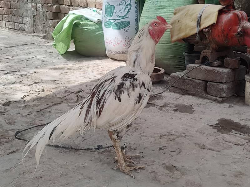 اسیل مرگا 1
