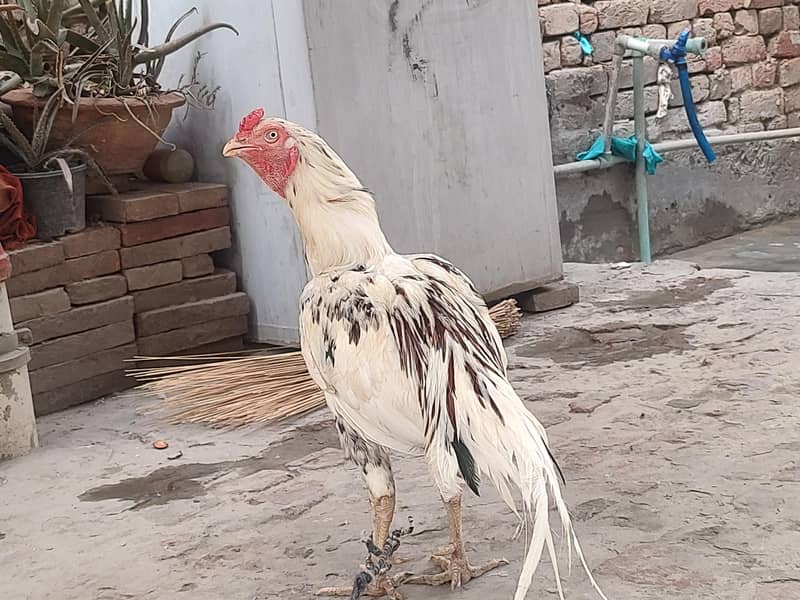 اسیل مرگا 2