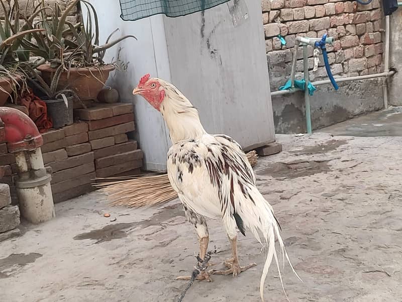 اسیل مرگا 3