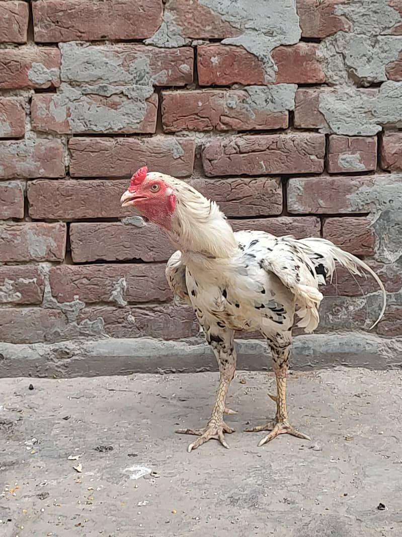 اسیل مرگا 4
