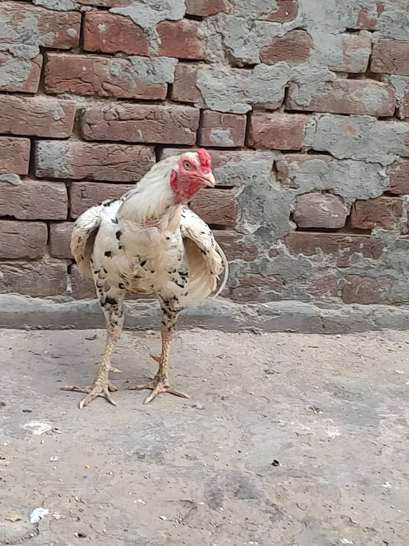 اسیل مرگا 5