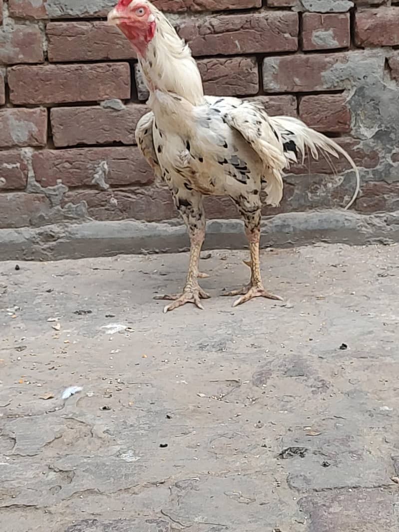 اسیل مرگا 6