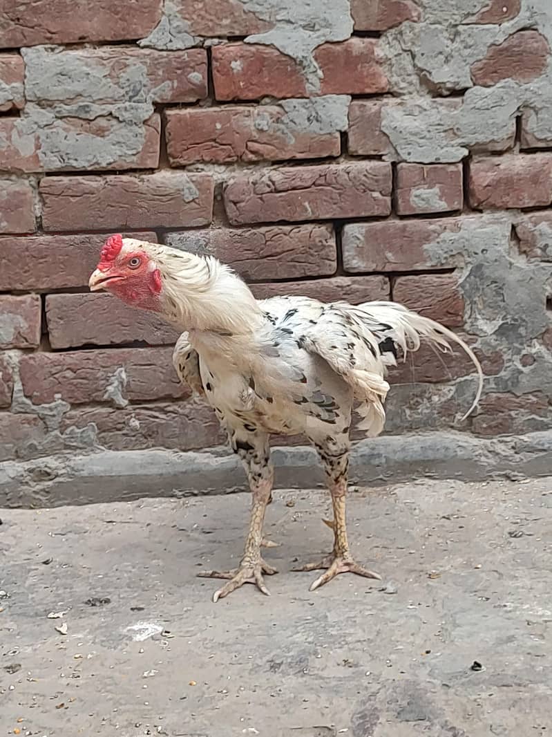 اسیل مرگا 7