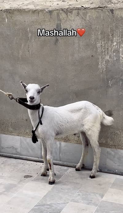 Tedda male kid