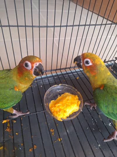 sunconure handtamed /4 month old sunconures
