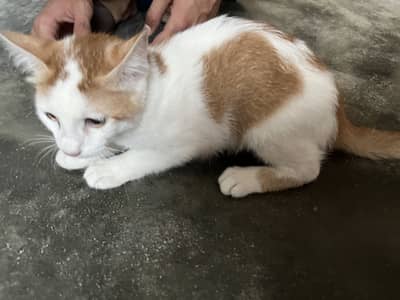 Cute Persian cat for sale