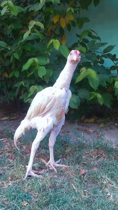Aseel heera male