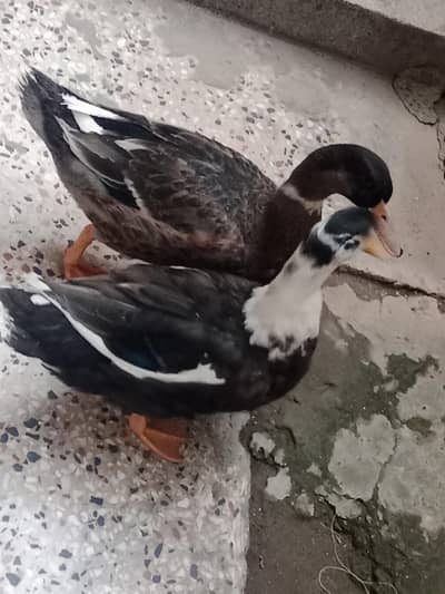 pair of ducks 