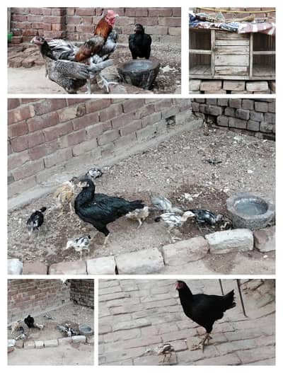 9 Chicks,1 Rooster,4 Hens,1 Cage for Sale | Home Raised Aseel Birds