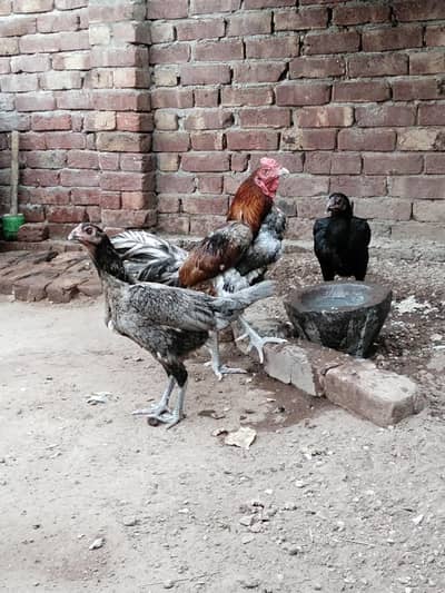 9 Chicks,1 Rooster,4 Hens,1 Cage for Sale | Home Raised Aseel Birds