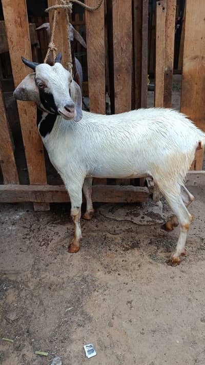 kheeri female 2 month cross hydrabadi tapri