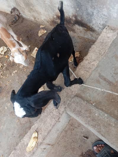 black ablak bakri Ka bacha