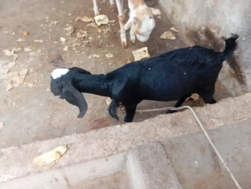 black ablak bakri Ka bacha — photo 2