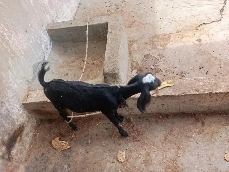 black ablak bakri Ka bacha — photo 3