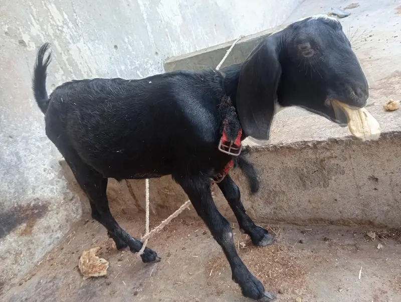 black ablak bakri Ka bacha — photo 4