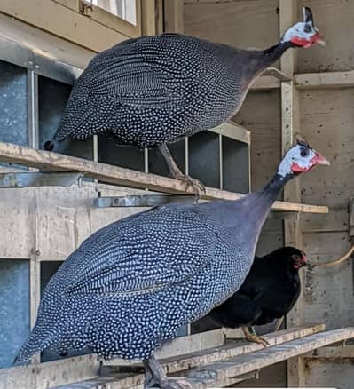 chakor pair beautiful