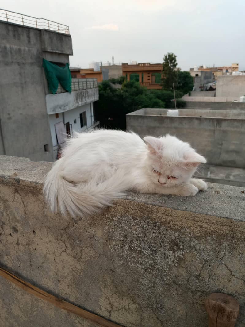 our cat 0