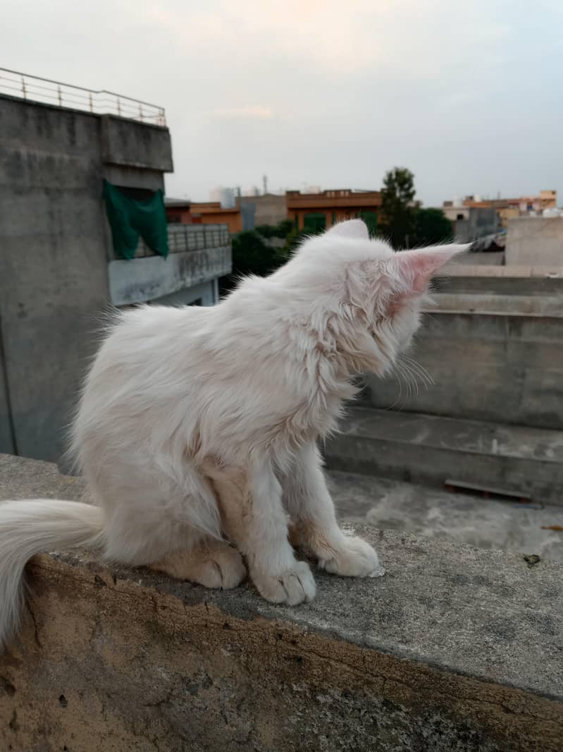 our cat 1