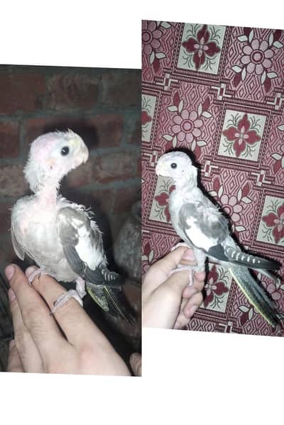 hand tame cocktail Available 2 pic 5000