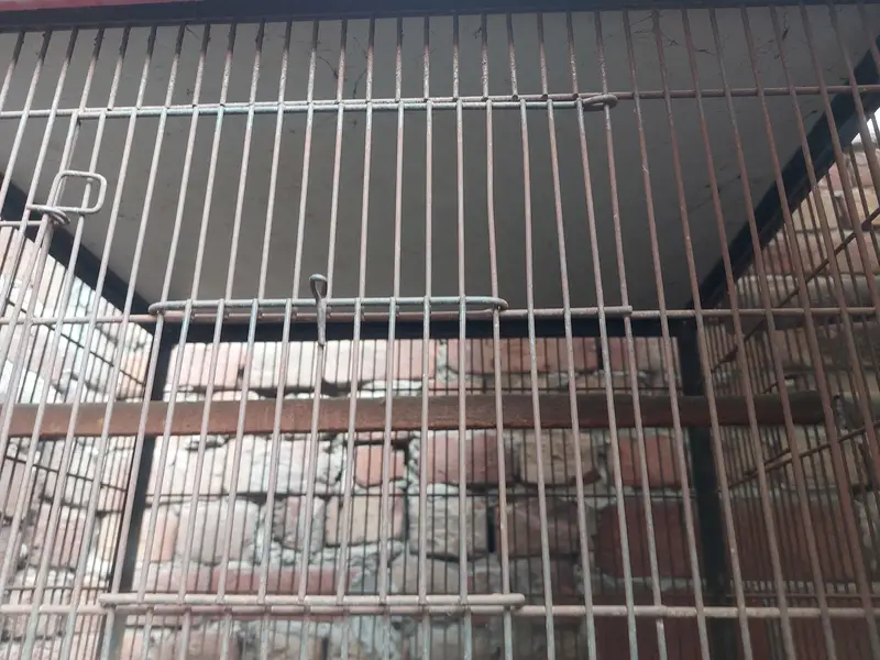 birds 4 portion cage — photo 3