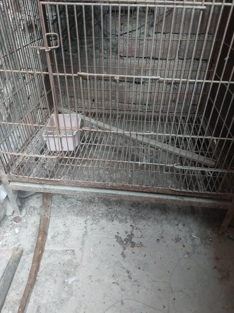 birds 4 portion cage — photo 4