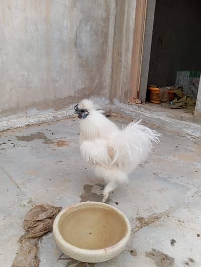 Silkie rooster white