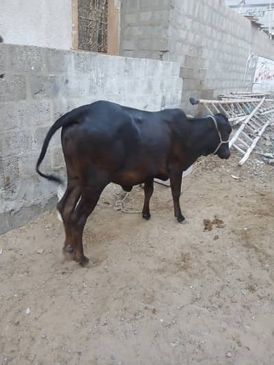 urgent sale krni he paisa kch kam ho jaye gaa