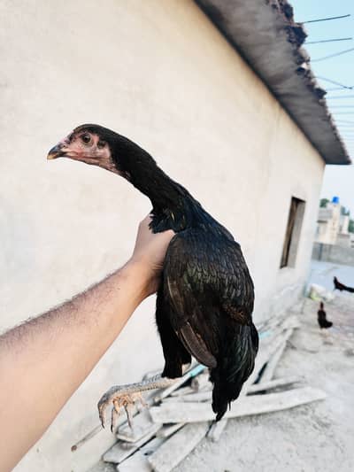 Aseel Chicks