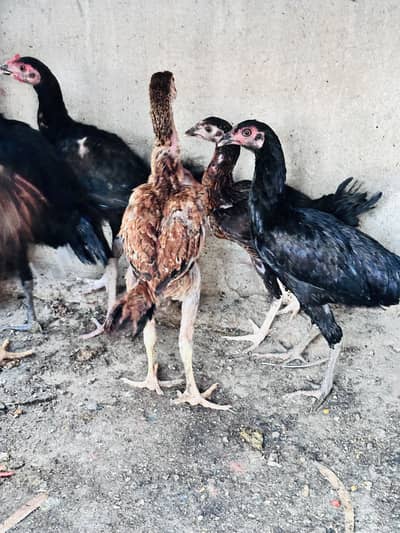 Aseel Chicks eggs laying desi hen