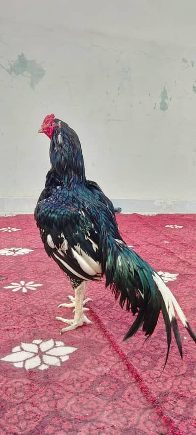 Aseel mushka lassani