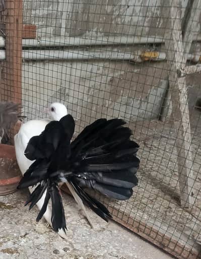laka young pair available for sale