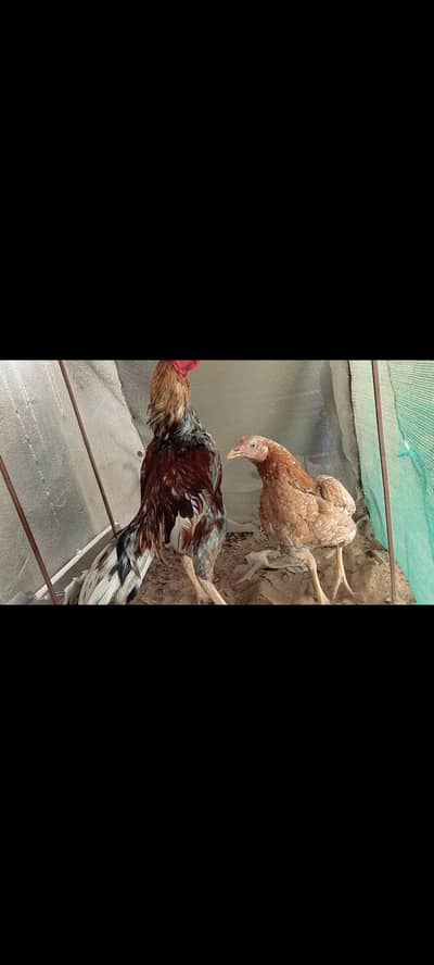 High quality pair for sale