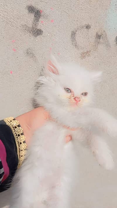 Persian Kitten / Triple coated/ punch & doll face