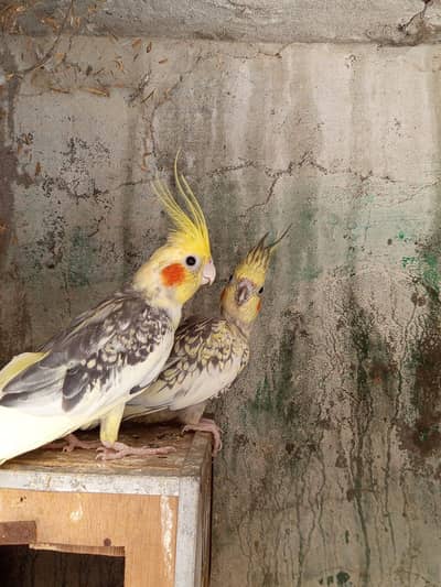 best breeder pair