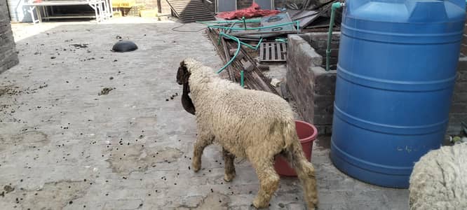 Pyade female  and Bakra 7month urgent sell