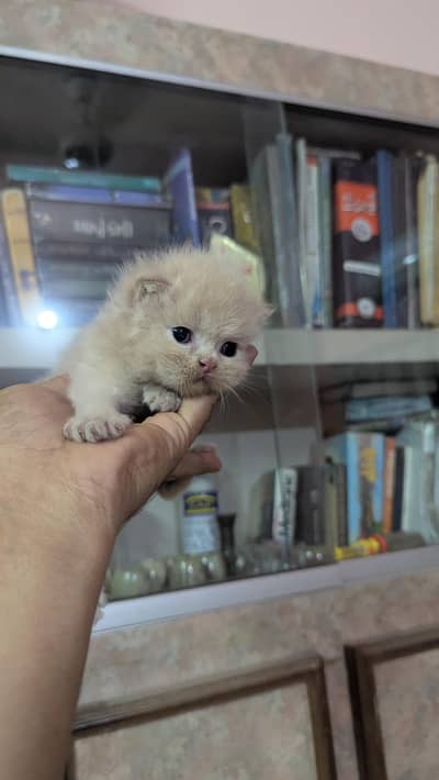 Persian kitten 45 days old