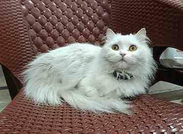 Cat  for Sale Persion
