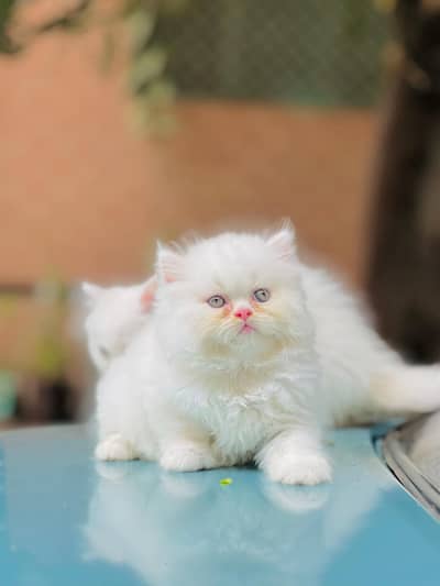 persian cat for sale MywatsapppNumber0341-15-94-140
