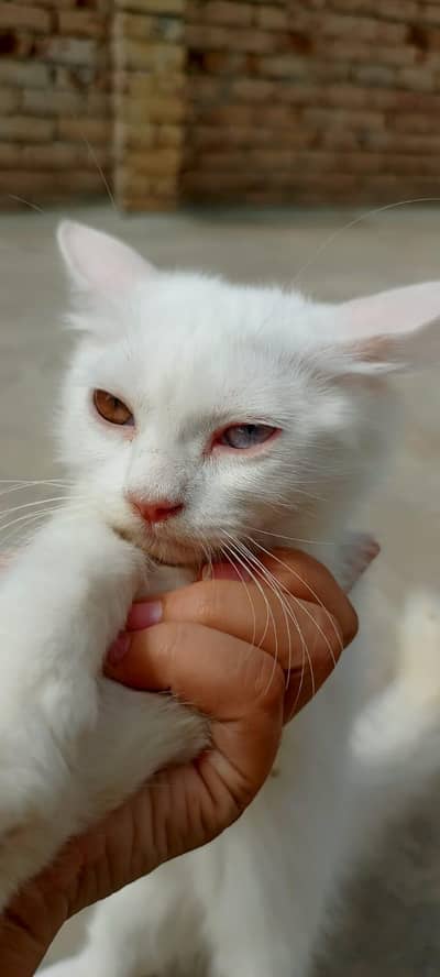 Persian cat pair  (white female with double le eyes)